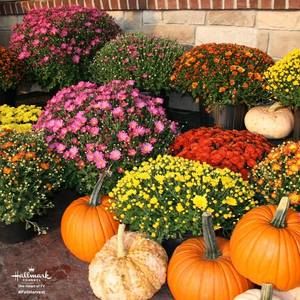 Meet your Posher, Tamala